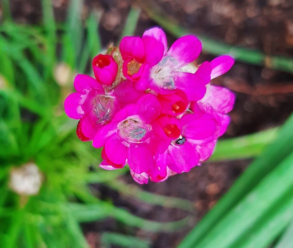 Foto: Flor en la ciudad - Barcelona (Cataluña), España