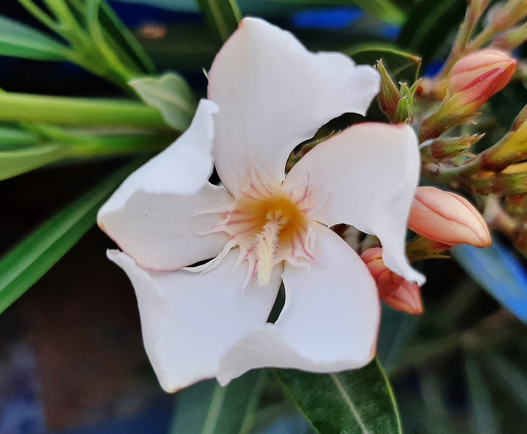 Foto: Flor en la ciudad - Barcelona (Cataluña), España