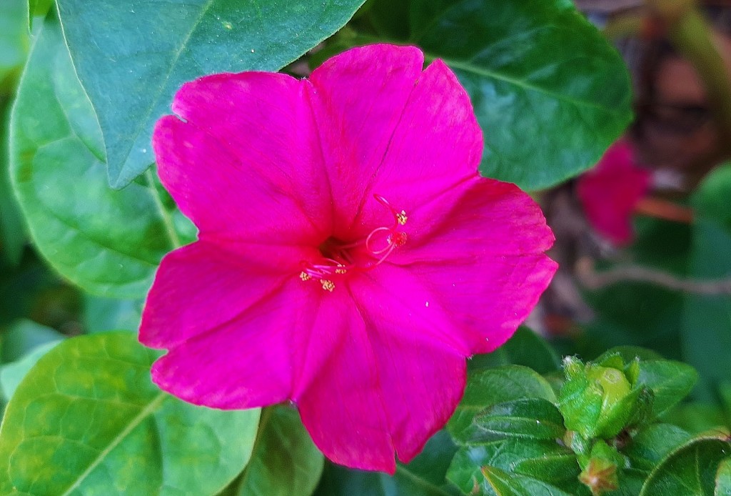 Foto: Flor en la ciudad - Barcelona (Cataluña), España