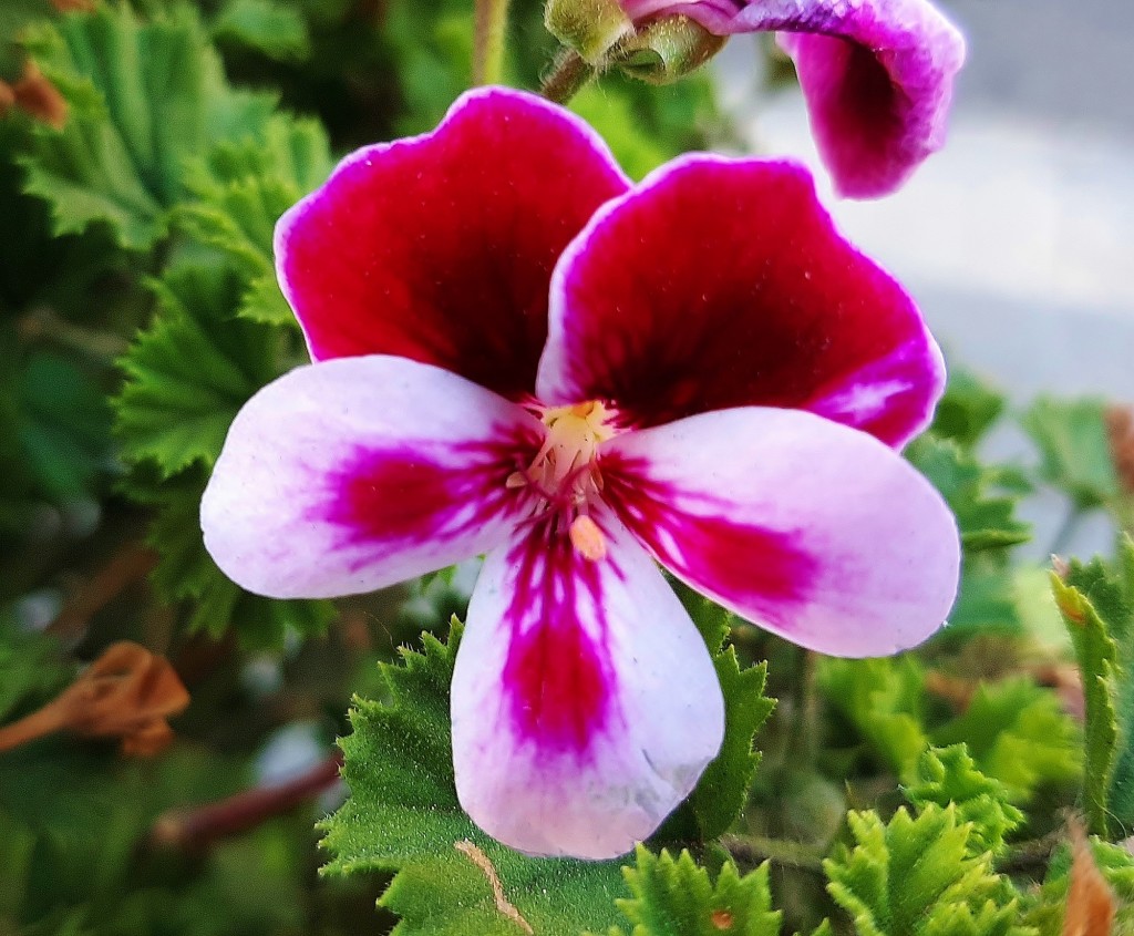 Foto: Flor en la ciudad - Barcelona (Cataluña), España