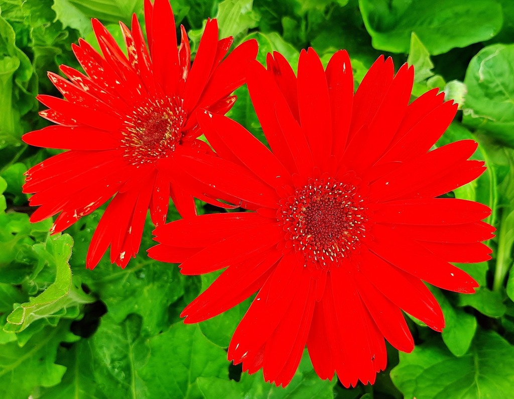 Foto: Flor en la ciudad - Barcelona (Cataluña), España