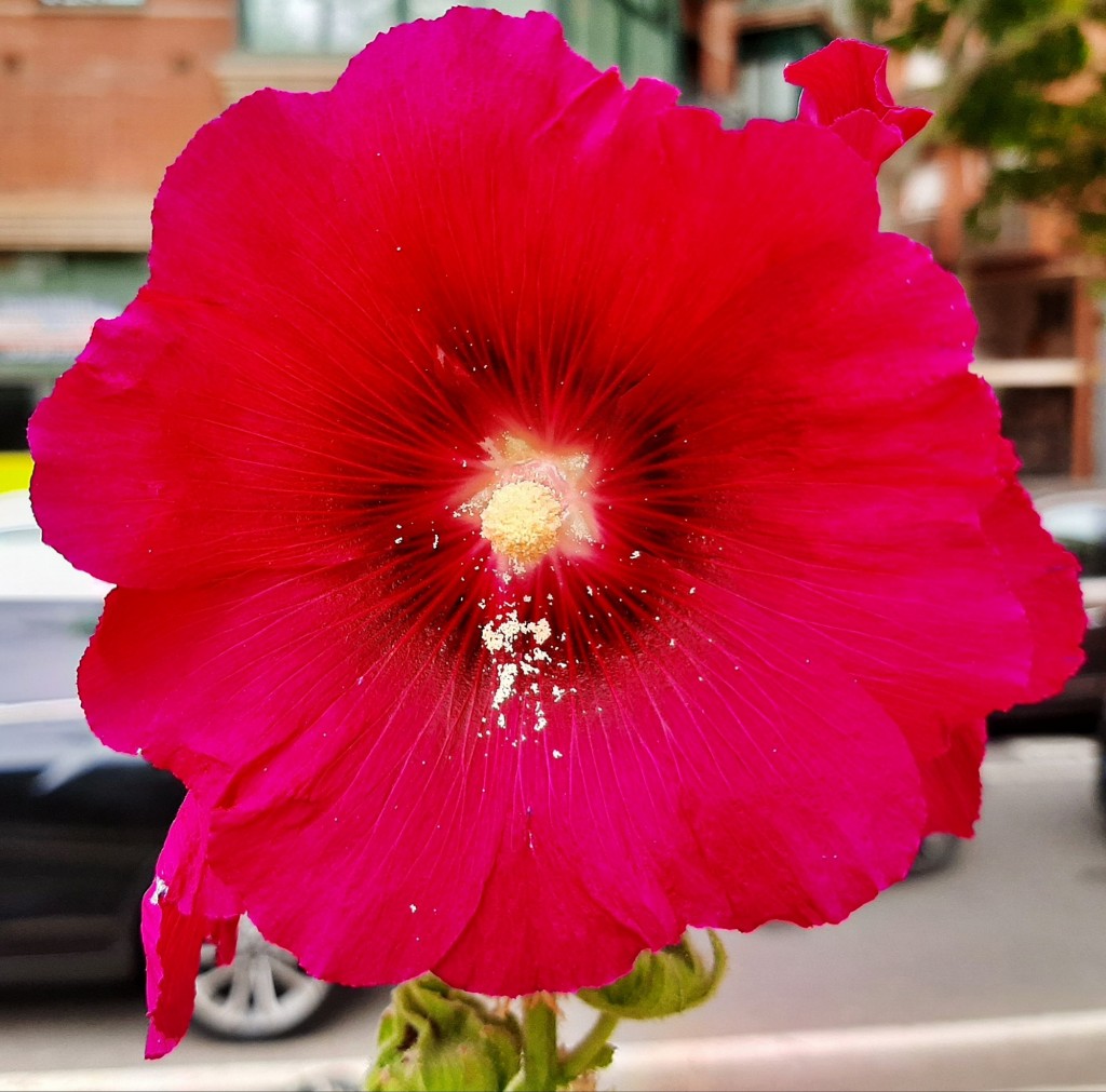 Foto: Flor en la ciudad - Barcelona (Cataluña), España