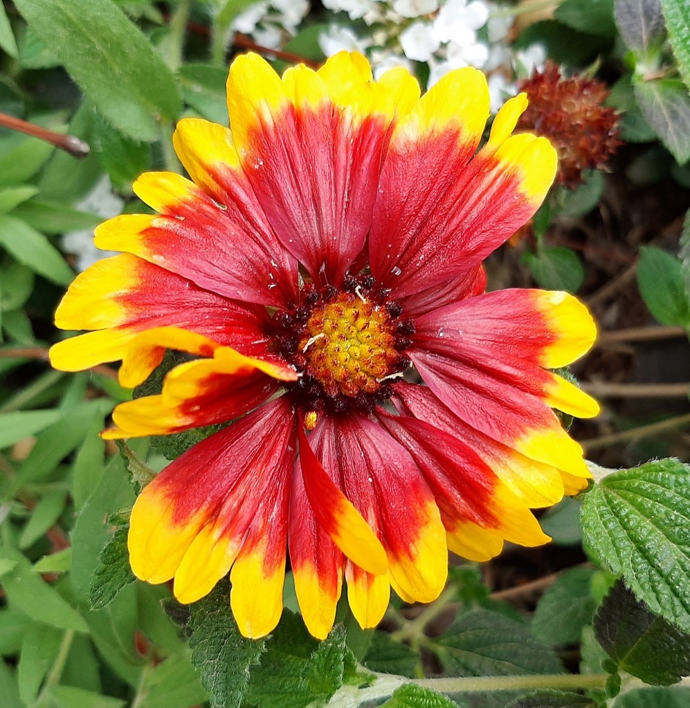 Foto: Flor en la ciudad - Barcelona (Cataluña), España