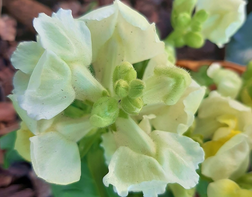 Foto: Flor en la ciudad - Barcelona (Cataluña), España