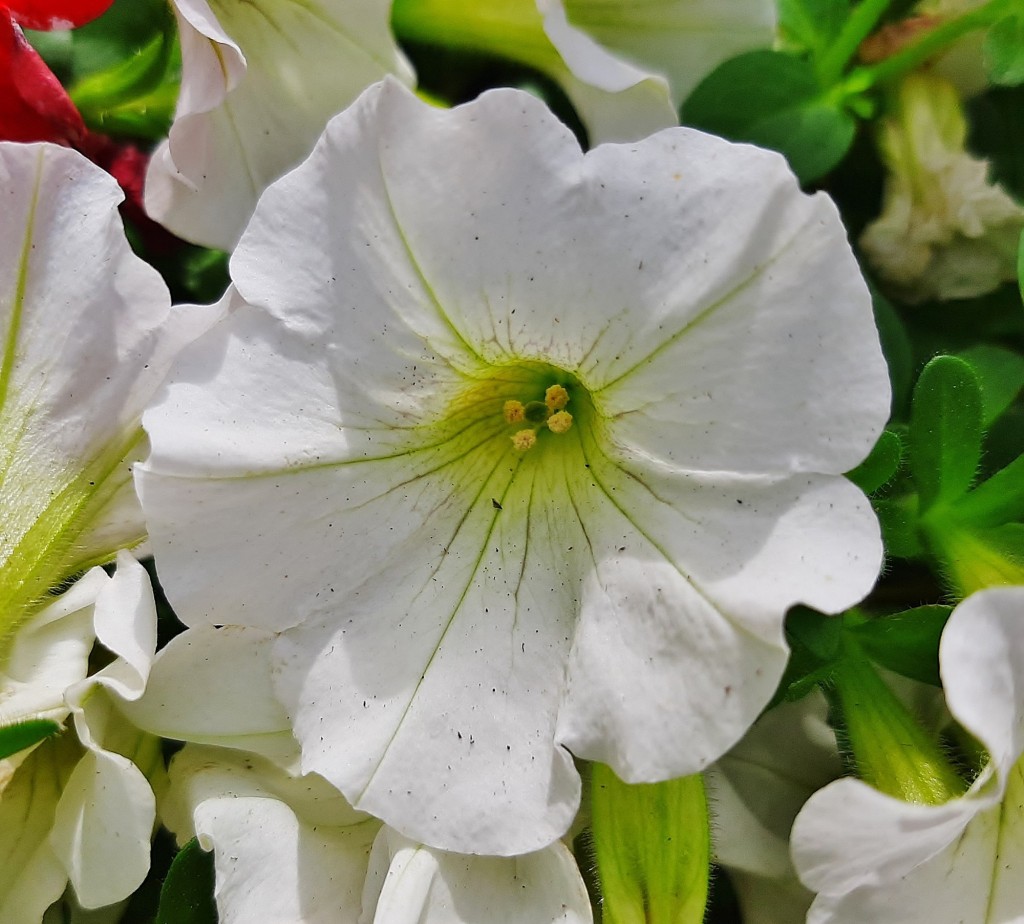 Foto: Flor en la ciudad - Barcelona (Cataluña), España