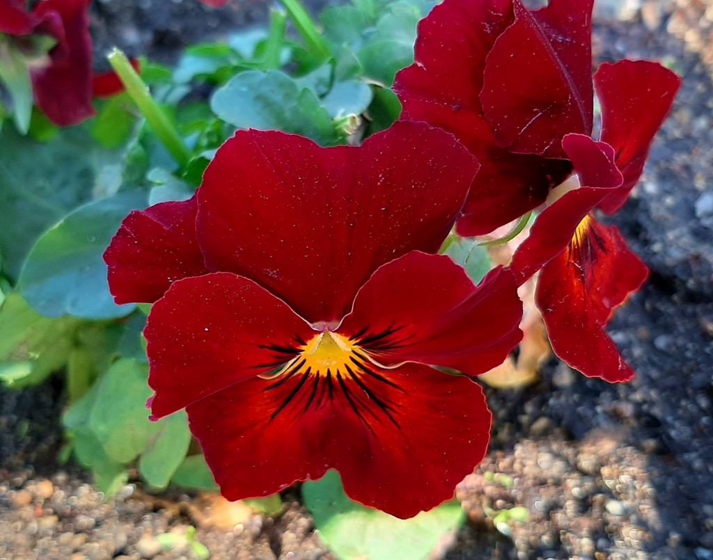 Foto: Flor en la ciudad - Barcelona (Cataluña), España