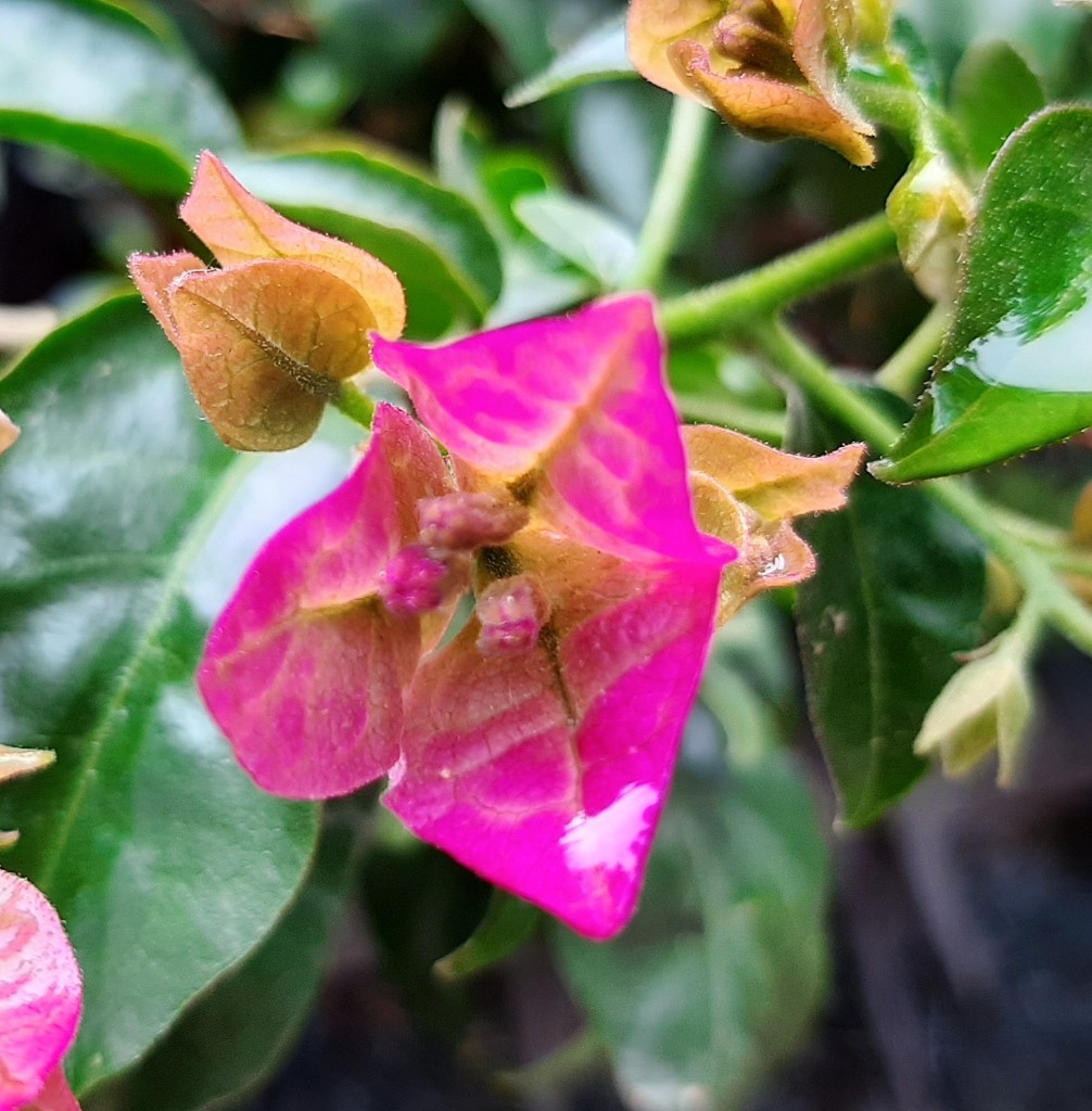 Foto: Flor en la ciudad - Barcelona (Cataluña), España