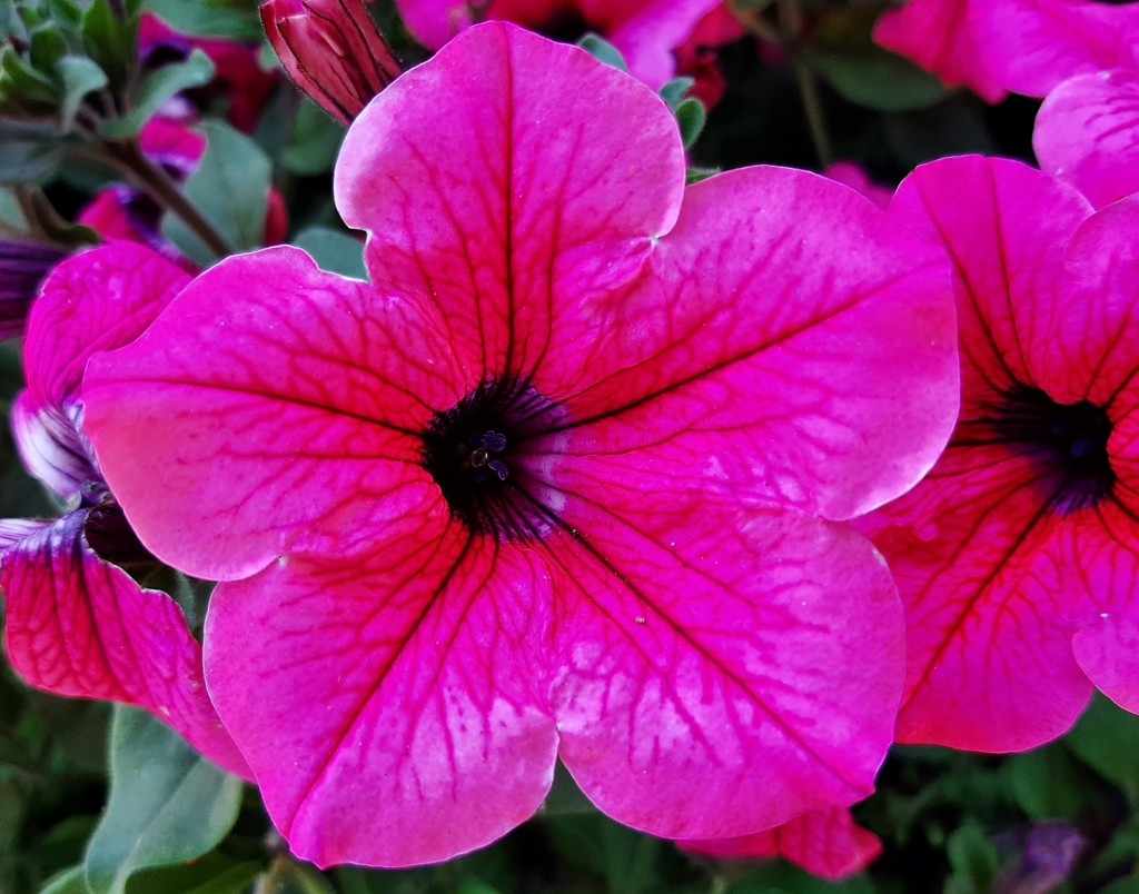 Foto: Flor en la ciudad - Barcelona (Cataluña), España