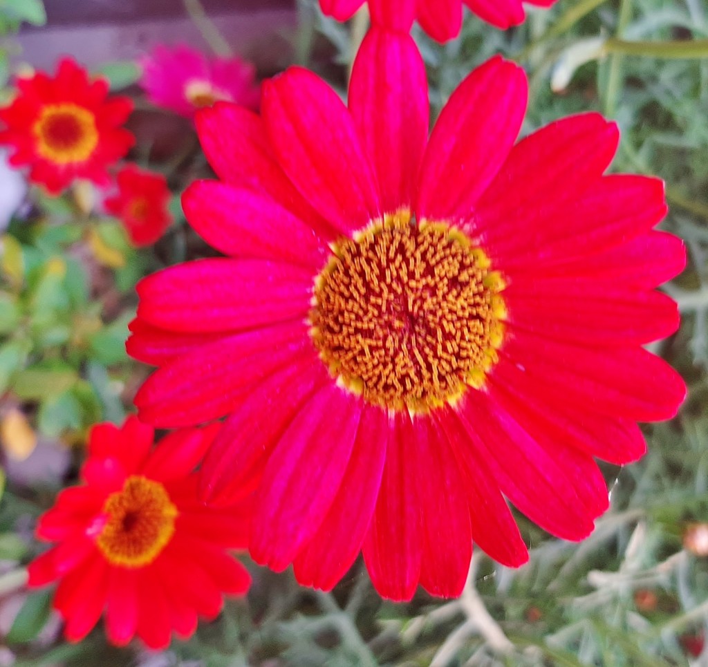 Foto: Flor en la ciudad - Barcelona (Cataluña), España