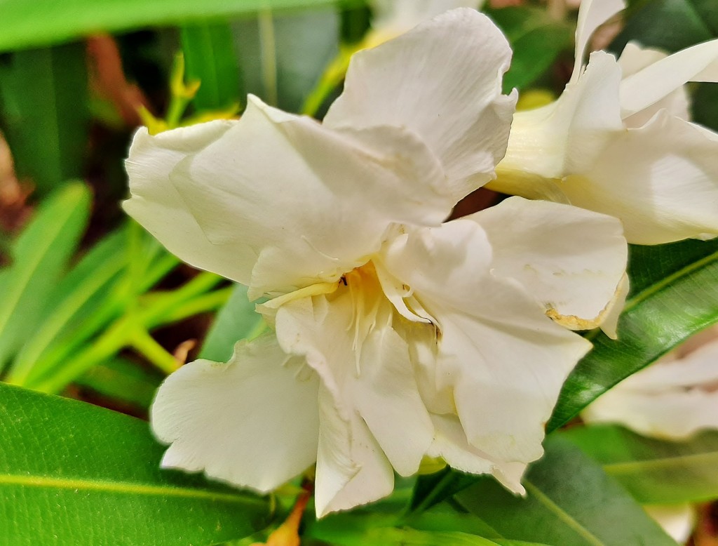 Foto: Flor en la ciudad - Barcelona (Cataluña), España