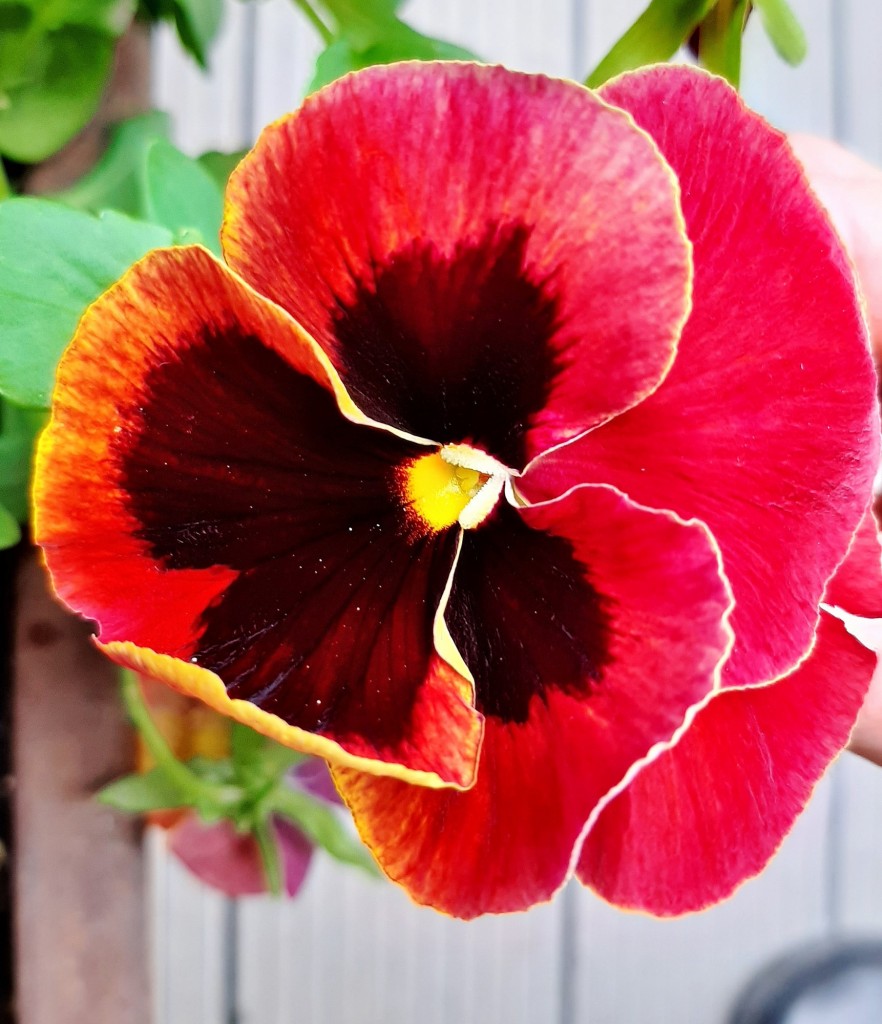 Foto: Flor en la ciudad - Barcelona (Cataluña), España