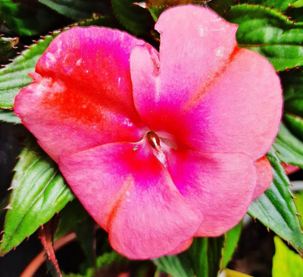 Foto: Flor en la ciudad - Barcelona (Cataluña), España