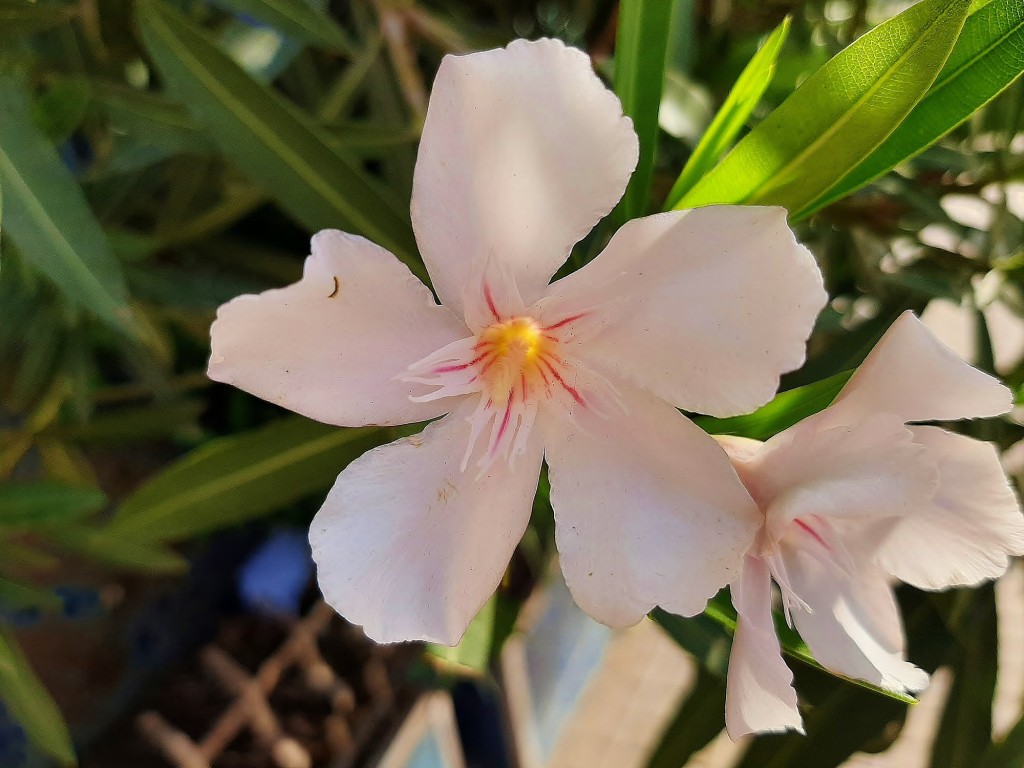 Foto: Flor en la ciudad - Barcelona (Cataluña), España