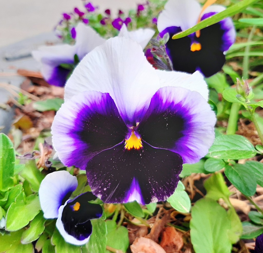 Foto: Flor en la ciudad - Barcelona (Cataluña), España