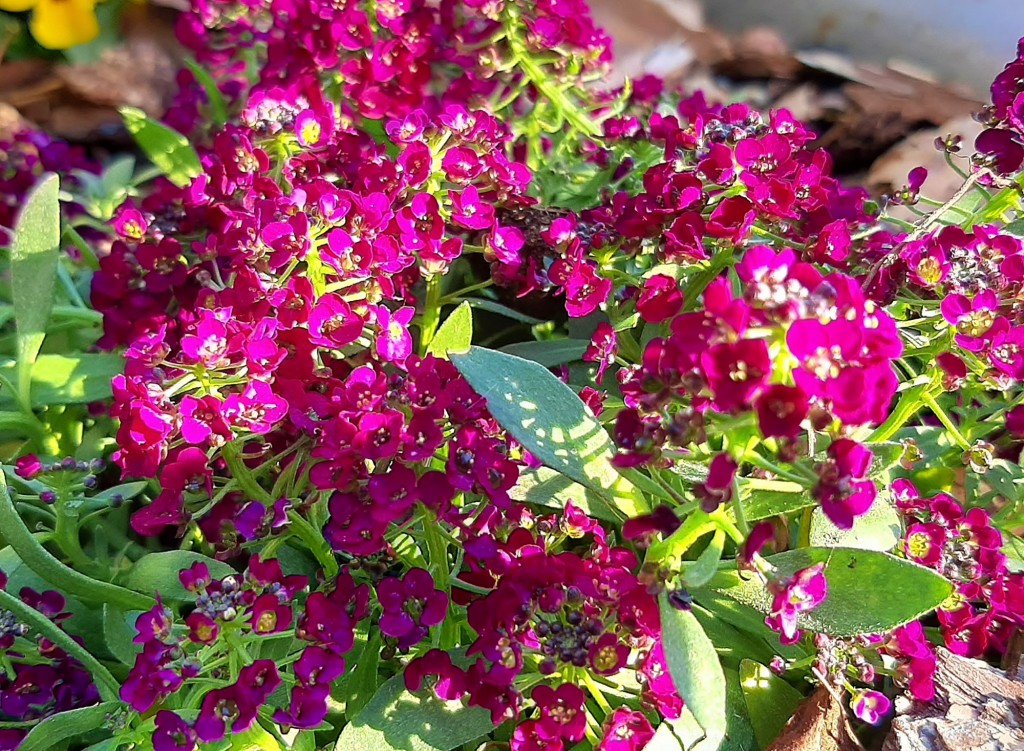 Foto: Flor en la ciudad - Barcelona (Cataluña), España