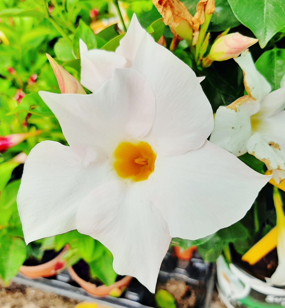 Foto: Flor en la ciudad - Barcelona (Cataluña), España