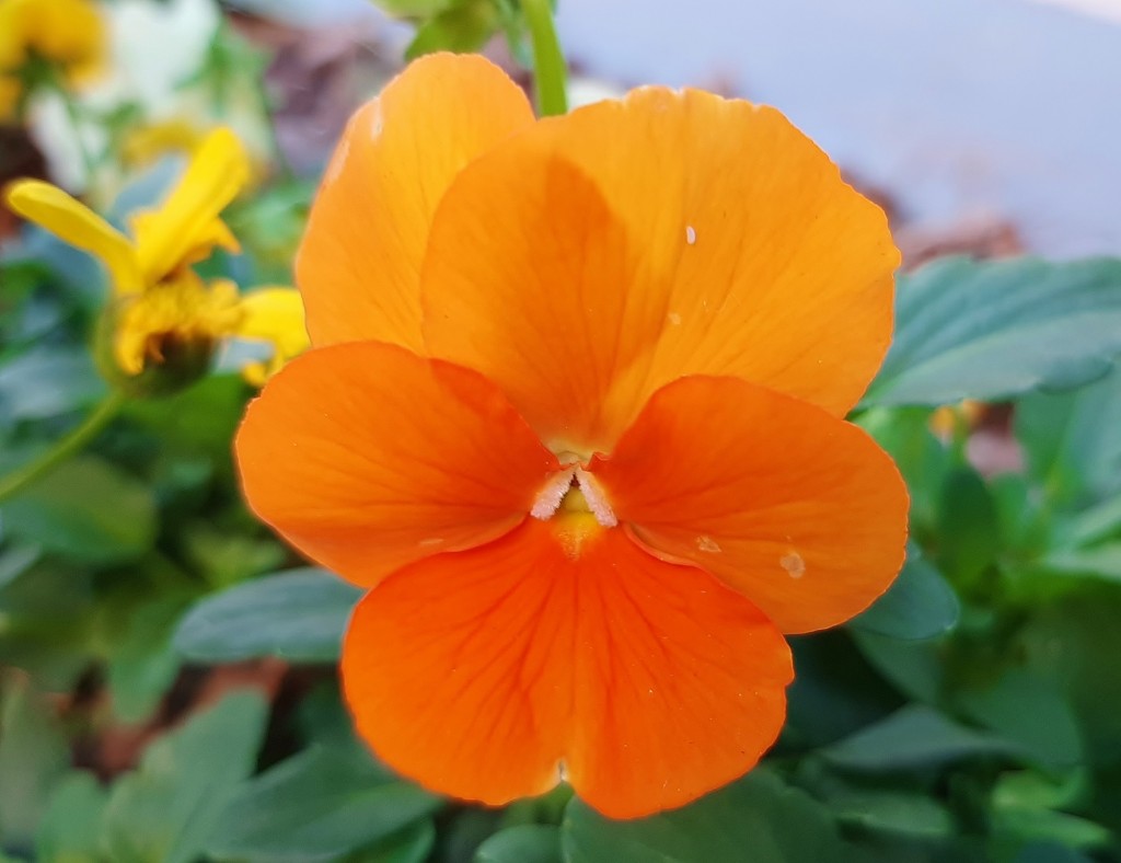 Foto: Flor en la ciudad - Barcelona (Cataluña), España