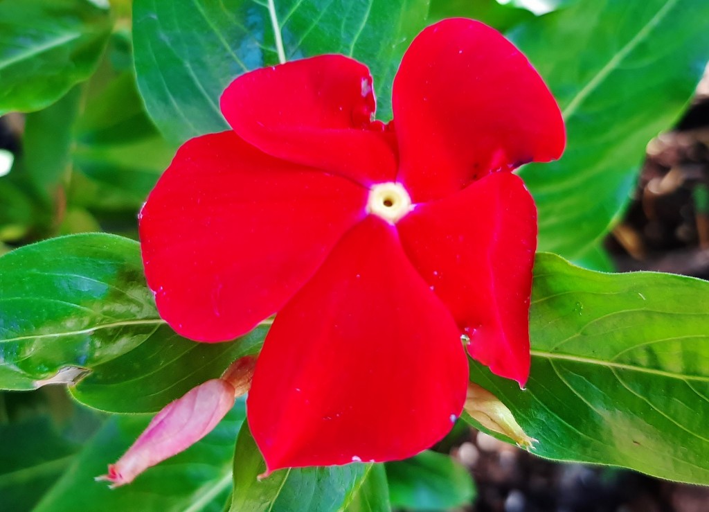 Foto: Flor en la ciudad - Barcelona (Cataluña), España