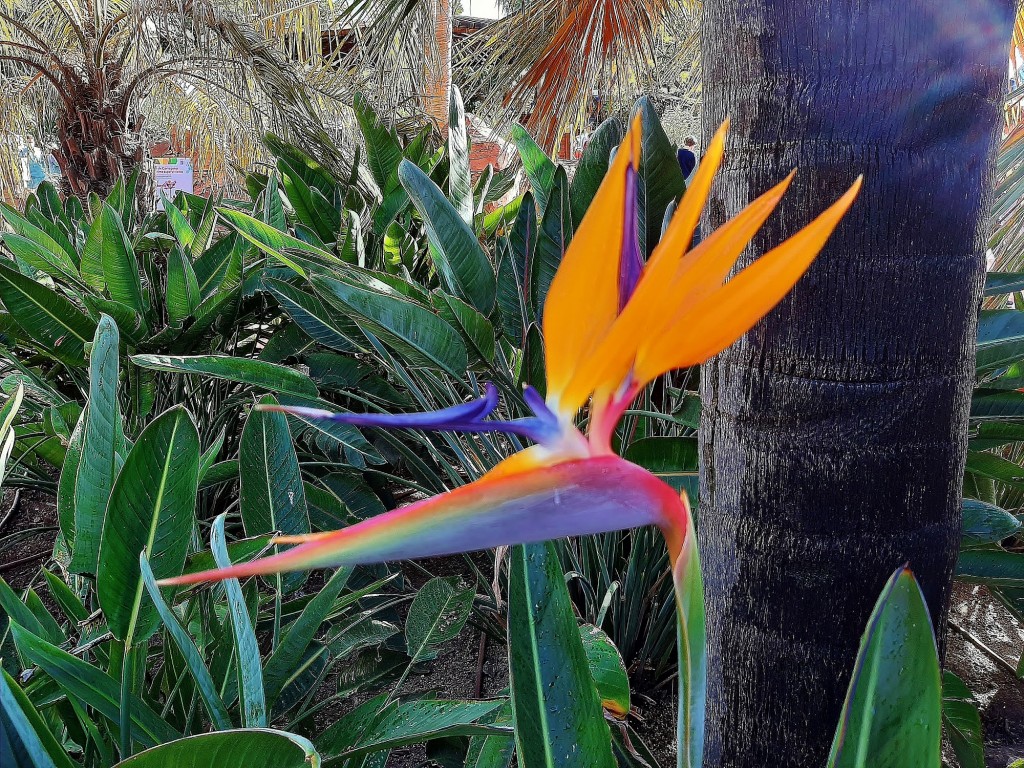 Foto: Flor en la ciudad - Barcelona (Cataluña), España