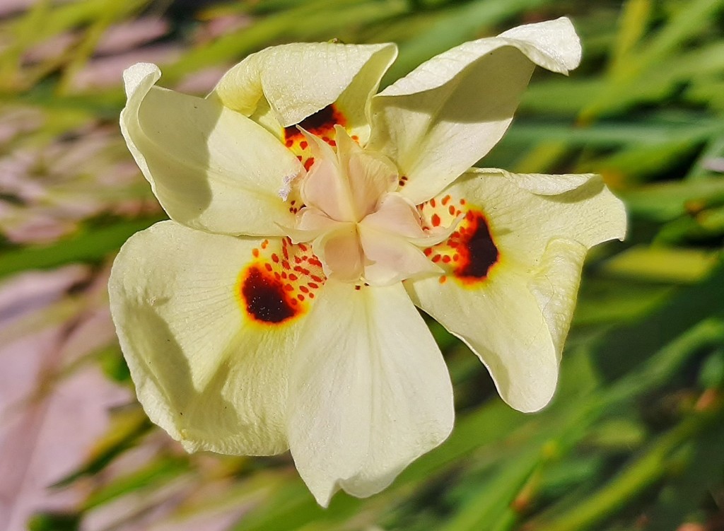 Foto: Flor en la ciudad - Barcelona (Cataluña), España