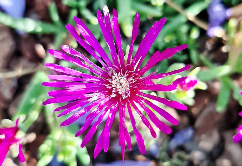 Foto: Flor en la ciudad - Barcelona (Cataluña), España