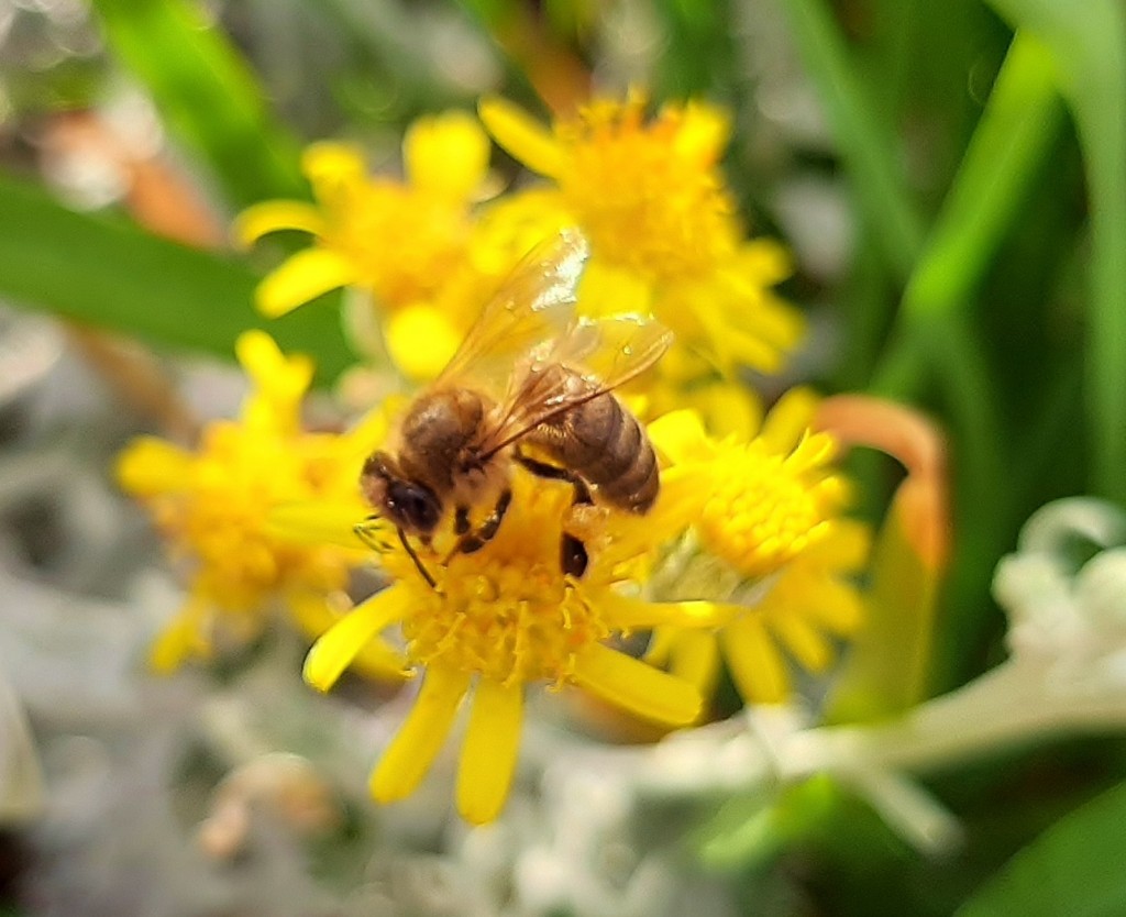 Foto: Flor en la ciudad - Barcelona (Cataluña), España