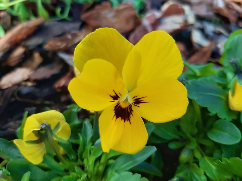 Foto: Flor en la ciudad - Barcelona (Cataluña), España