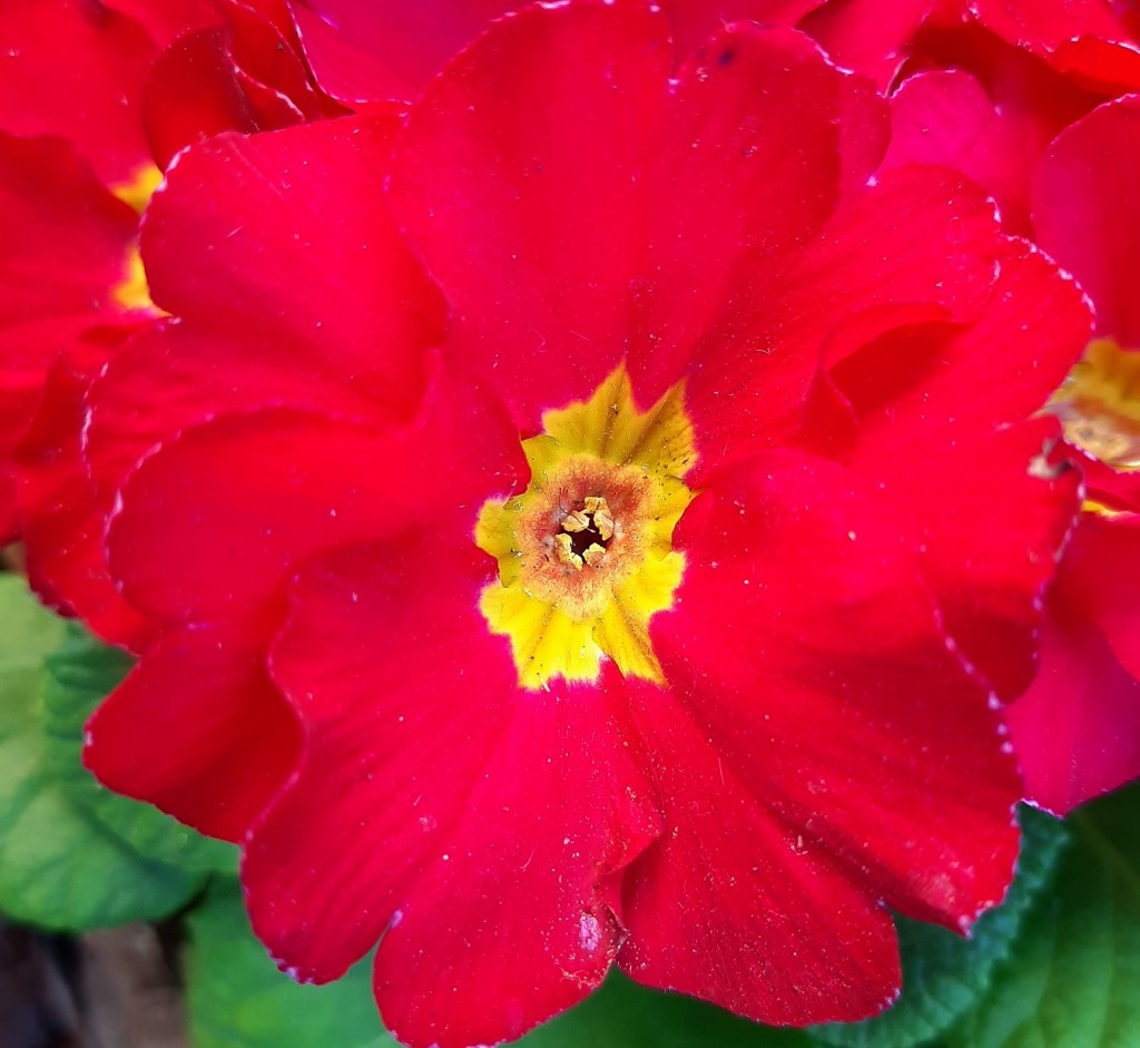 Foto: Flor en la ciudad - Barcelona (Cataluña), España