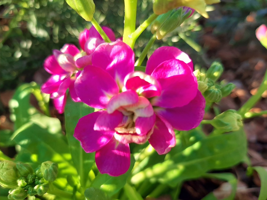 Foto: Flor en la ciudad - Barcelona (Cataluña), España