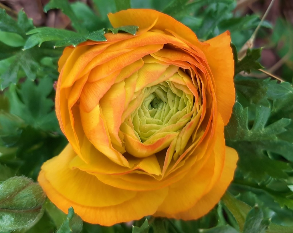 Foto: Flor en la ciudad - Barcelona (Cataluña), España