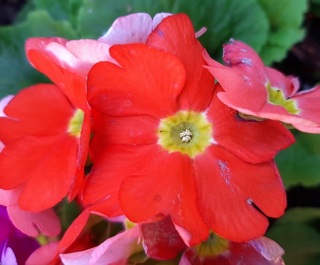 Foto: Flor en la ciudad - Barcelona (Cataluña), España