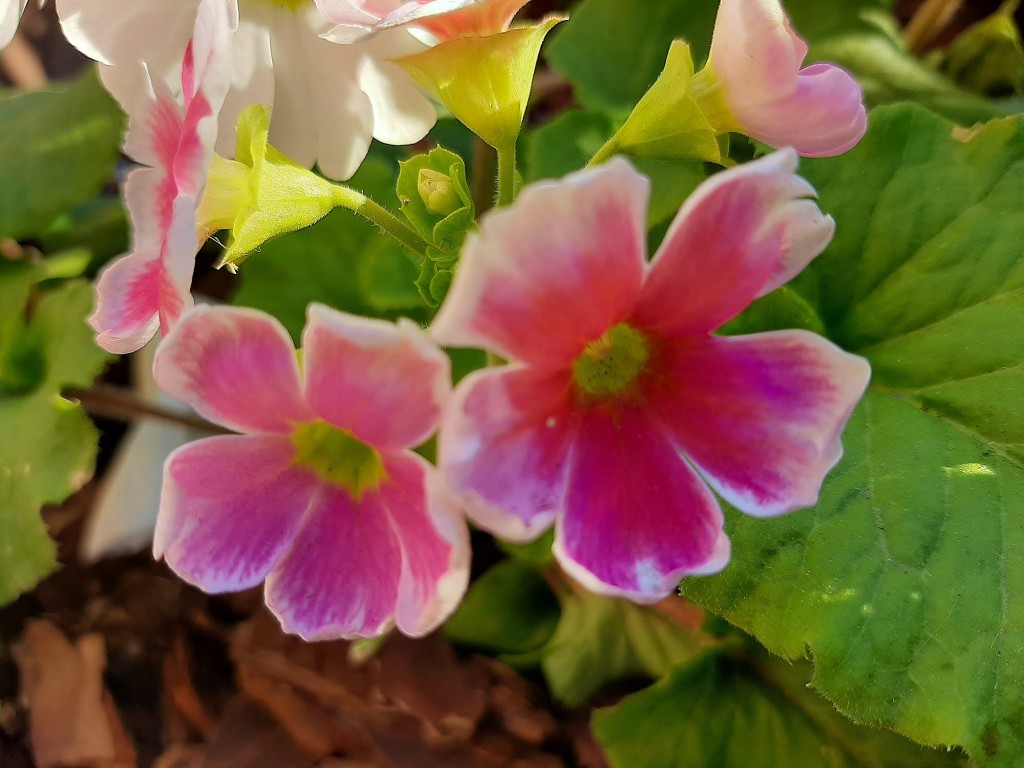 Foto: Flor en la ciudad - Barcelona (Cataluña), España