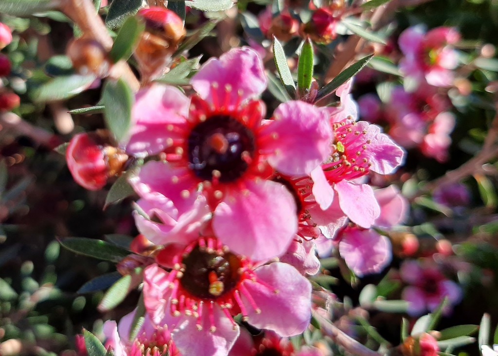 Foto: Flor en la ciudad - Barcelona (Cataluña), España