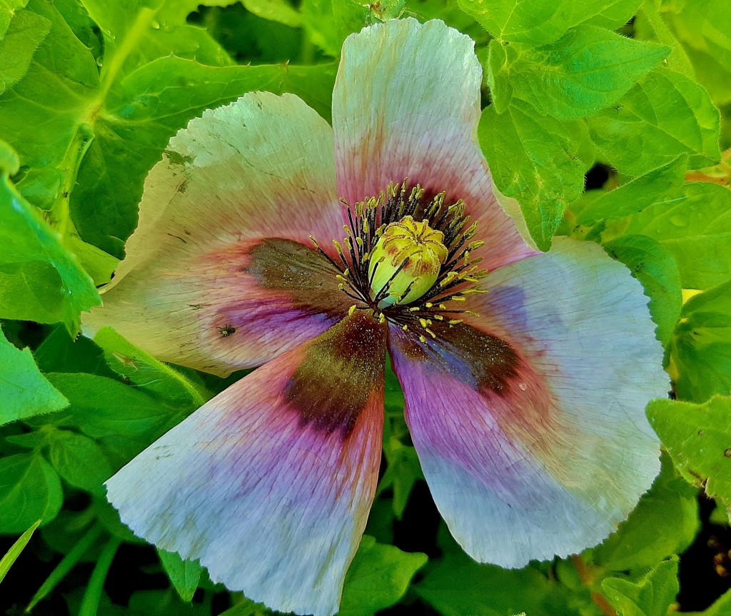 Foto: Flor en la ciudad - Barcelona (Cataluña), España