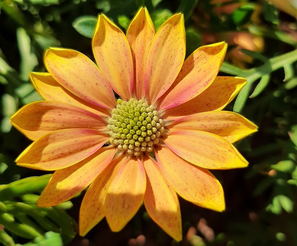 Foto: Flor en la ciudad - Barcelona (Cataluña), España