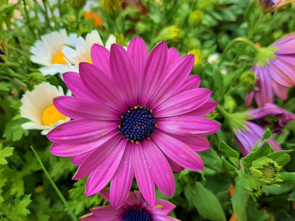 Foto: Flor en la ciudad - Barcelona (Cataluña), España