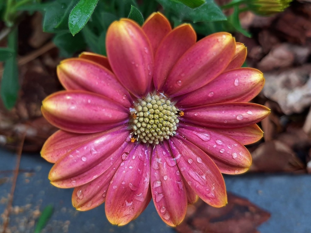 Foto: Flor en la ciudad - Barcelona (Cataluña), España