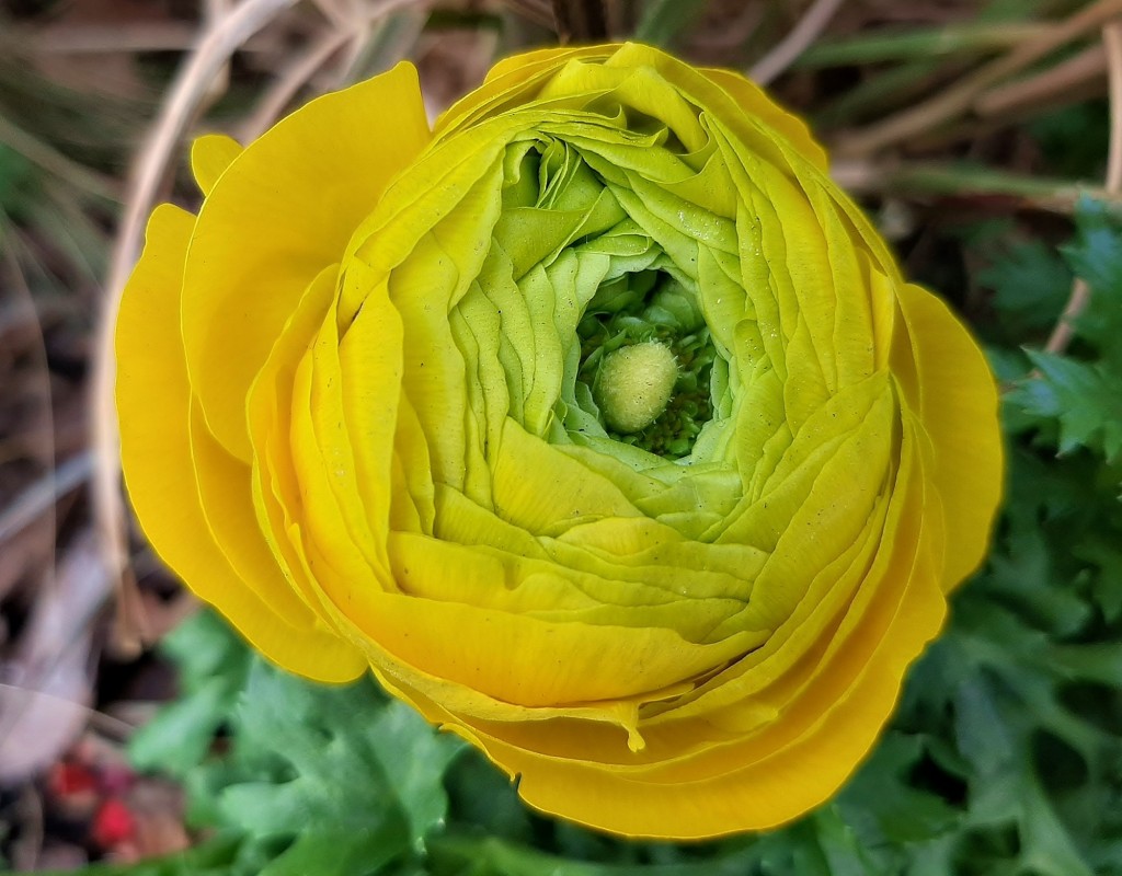 Foto: Flor en la ciudad - Barcelona (Cataluña), España