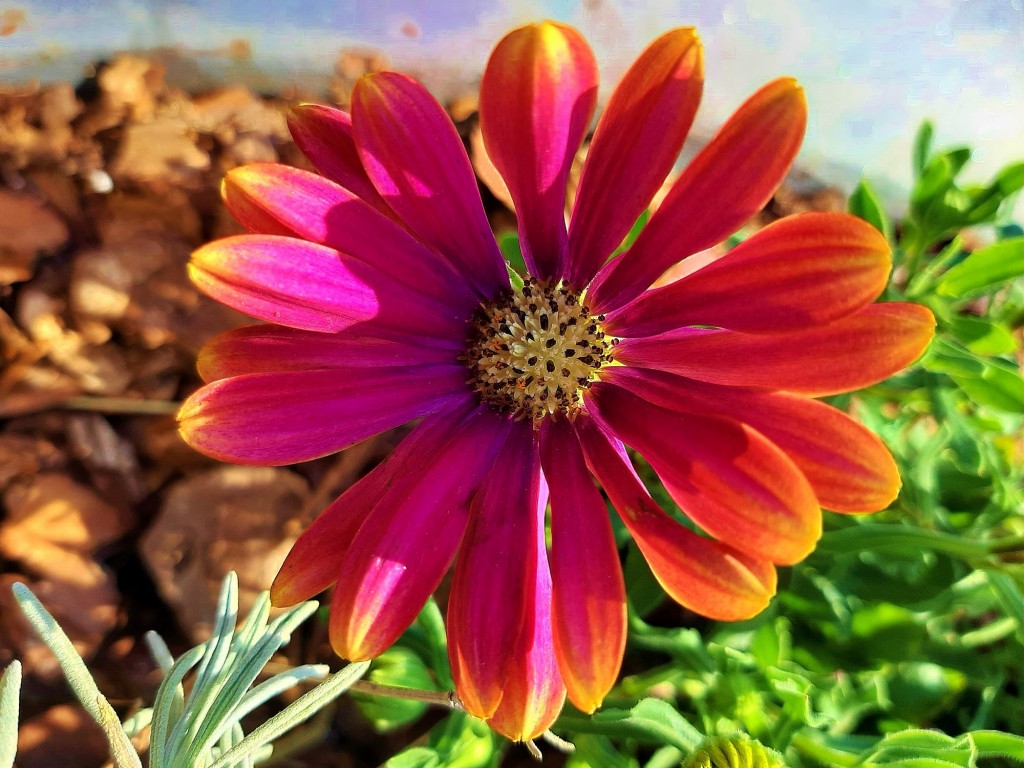 Foto: Flor en la ciudad - Barcelona (Cataluña), España