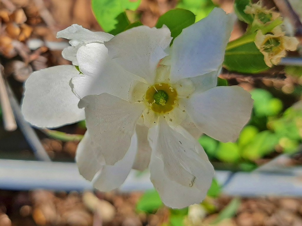 Foto: Flor en la ciudad - Barcelona (Cataluña), España