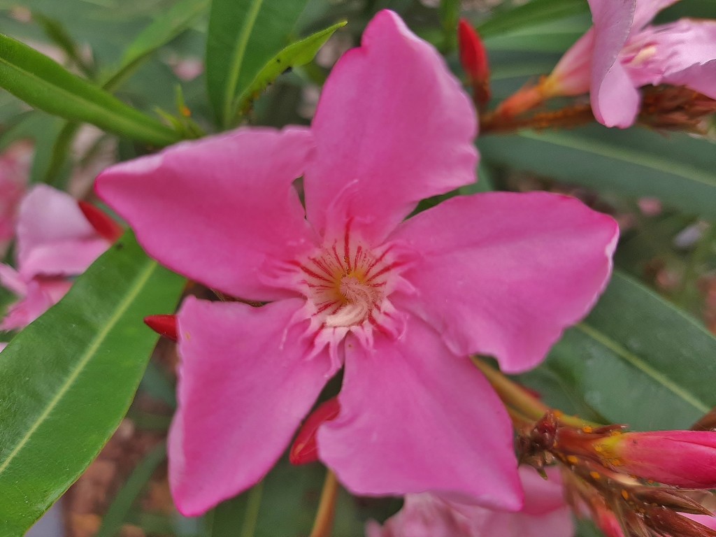 Foto: Flor en la ciudad - Barcelona (Cataluña), España