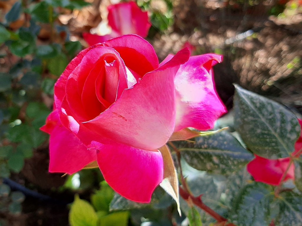 Foto: Flor en la ciudad - Barcelona (Cataluña), España