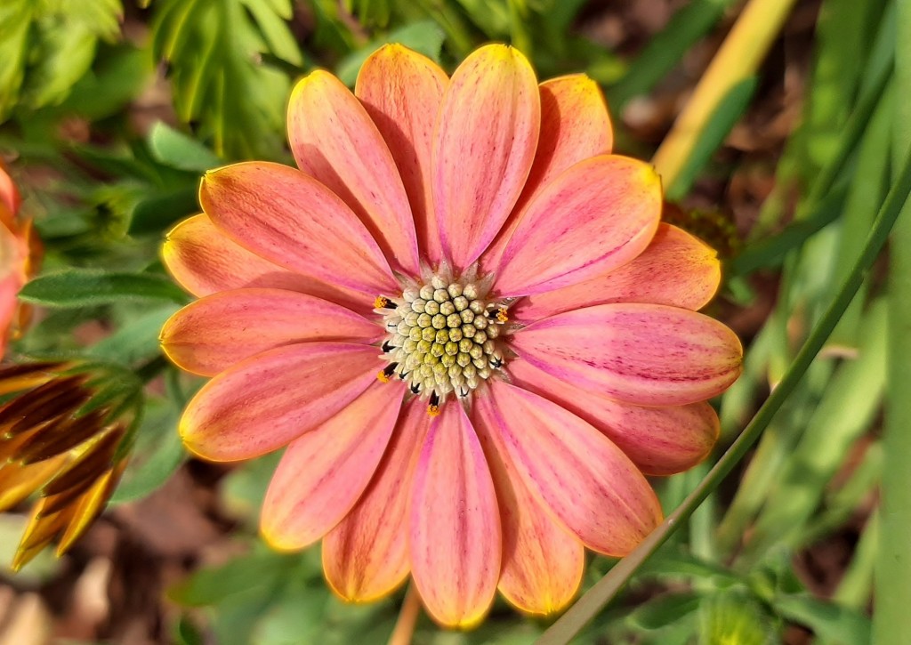 Foto: Flor en la ciudad - Barcelona (Cataluña), España