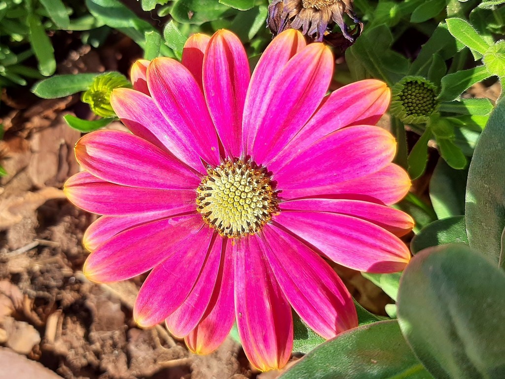 Foto: Flor en la ciudad - Barcelona (Cataluña), España