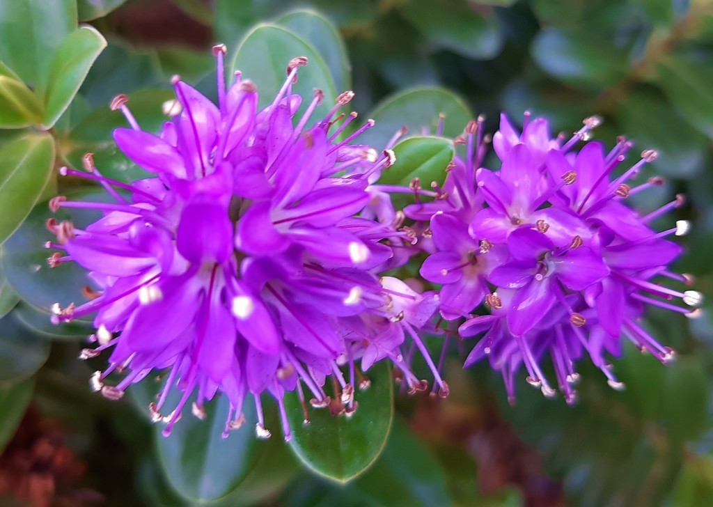 Foto: Flor en la ciudad - Barcelona (Cataluña), España