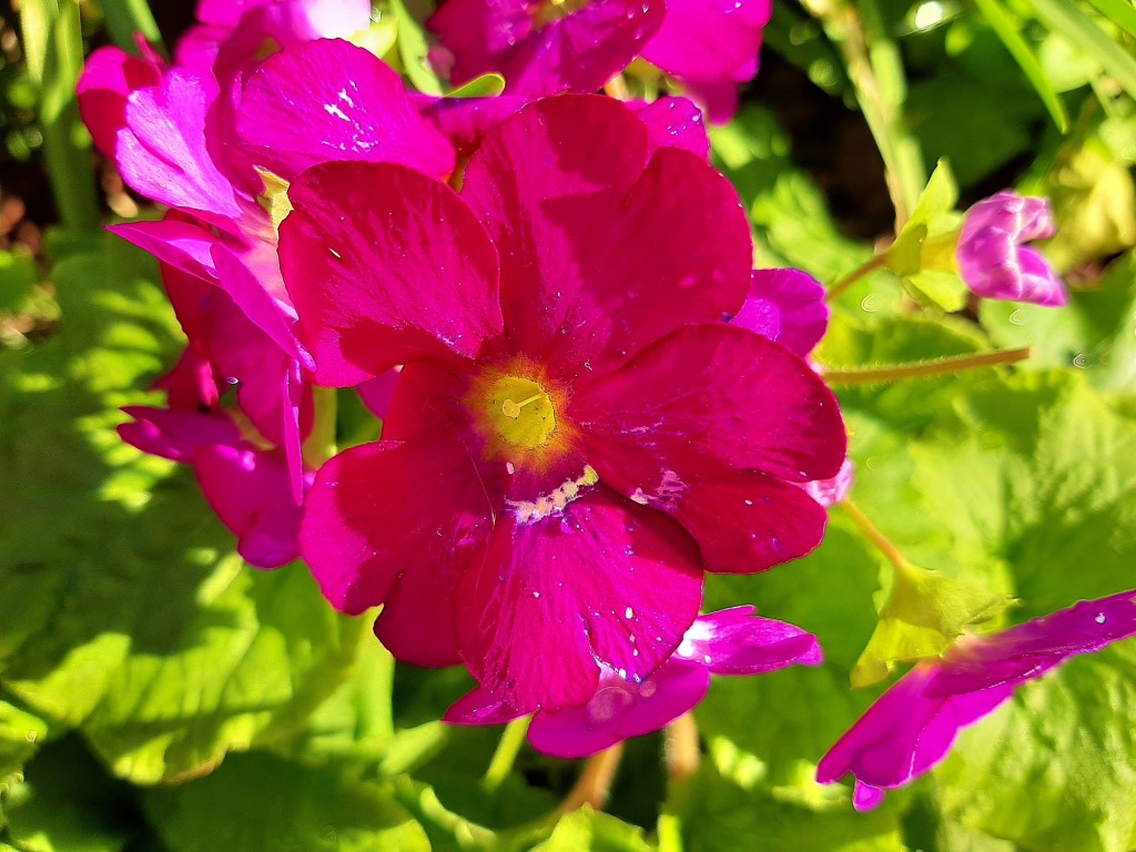 Foto: Flor en la ciudad - Barcelona (Cataluña), España