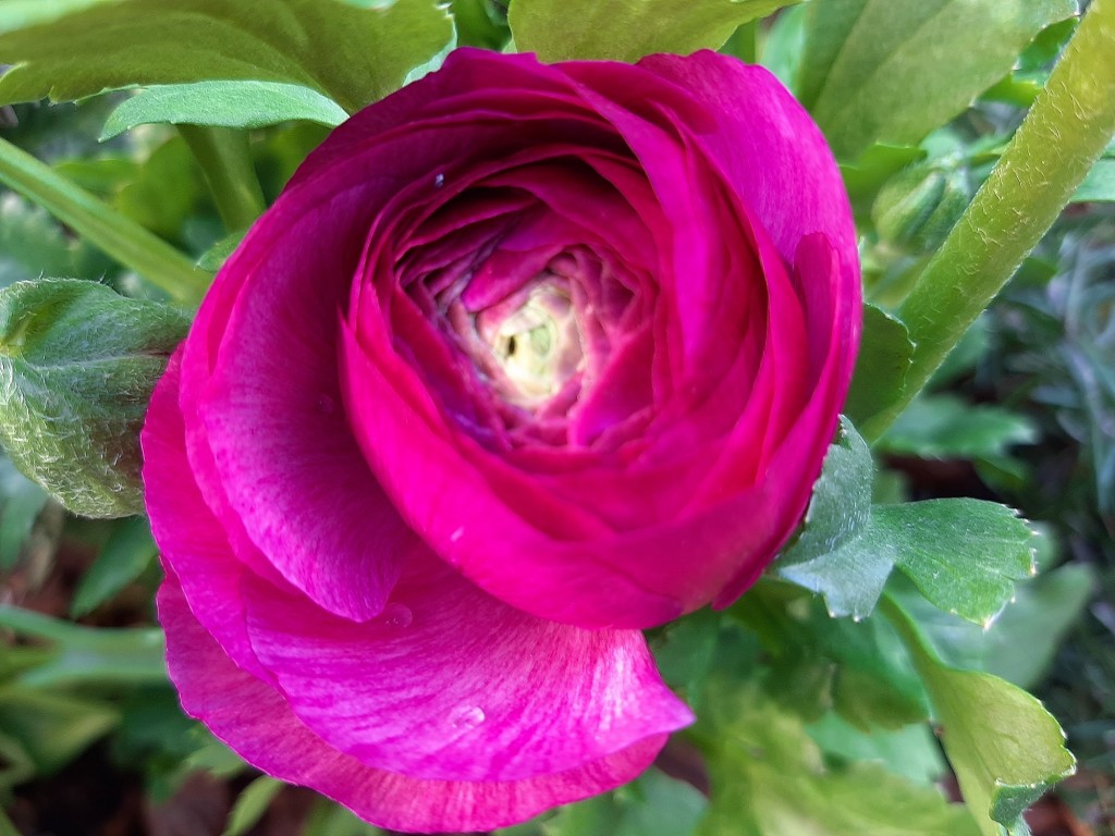 Foto: Flor en la ciudad - Barcelona (Cataluña), España