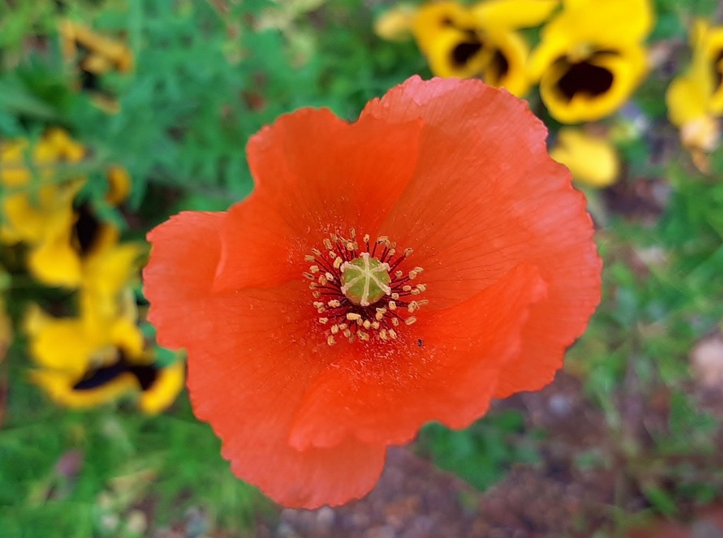 Foto: Flor en la ciudad - Barcelona (Cataluña), España