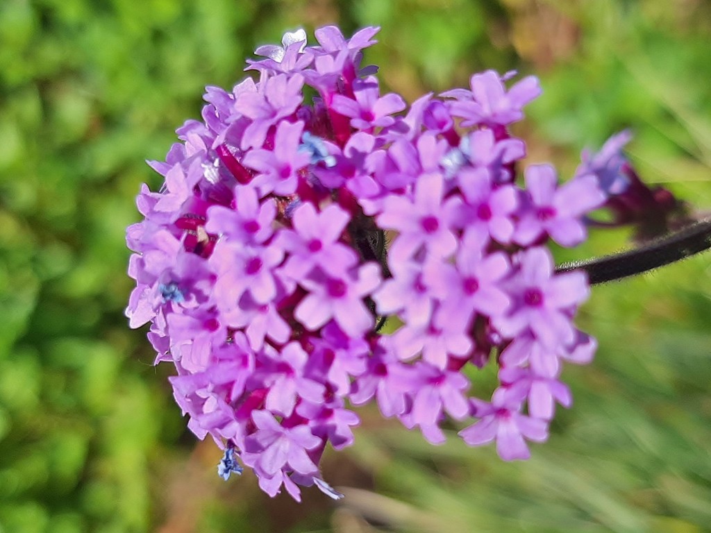 Foto: Flor en la ciudad - Barcelona (Cataluña), España