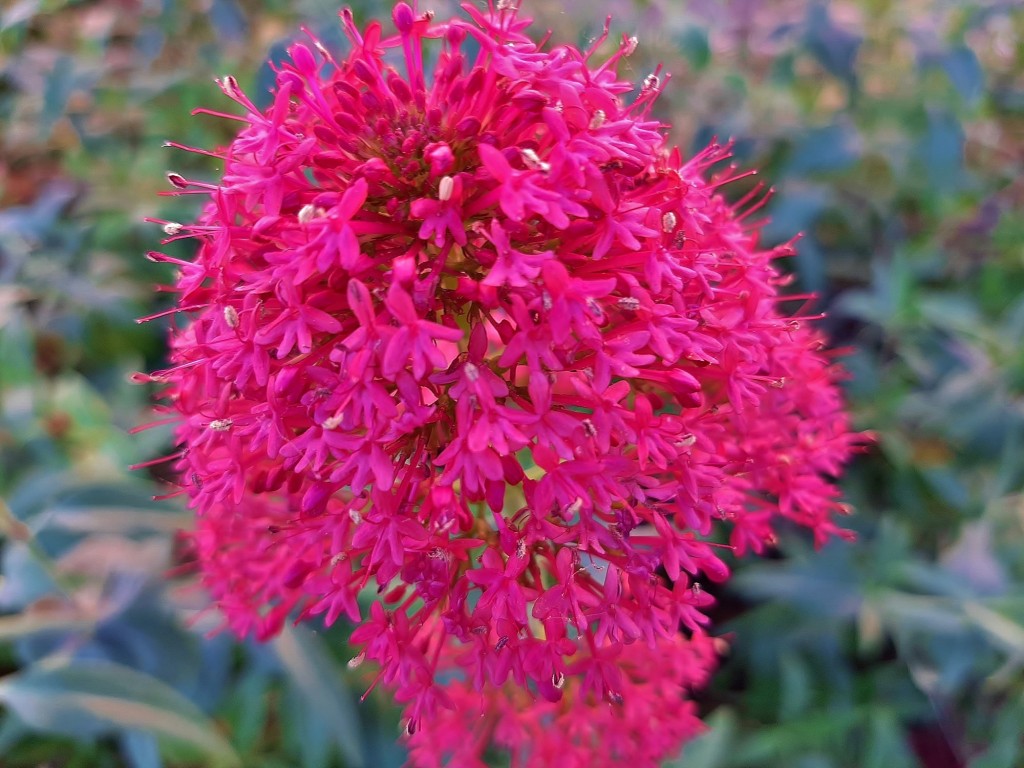 Foto: Flor en la ciudad - Barcelona (Cataluña), España